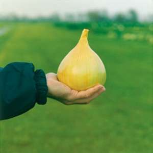 Эксибишн - семена лука репчатого, Bejo/Бейо (Голландия) фото, цена